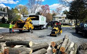 Best Tree Risk Assessment  in Ivins, UT